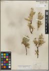 Foto von Salix lemmonii Bebb